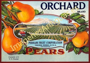 ORCHARD BRAND - PEARS