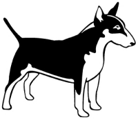 BULL TERRIER 04