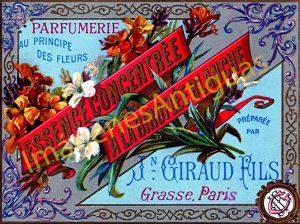 PARFUMERIE ESSENCE CONCENTRÉE A LA GIROFLÉE BLACHE