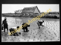 Valencia - Plantación del Arroz