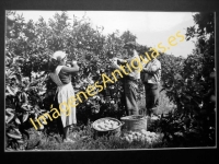 Valencia - Recolectando naranja