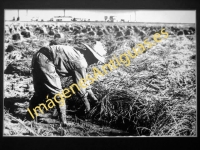 Valencia - Siega del arroz