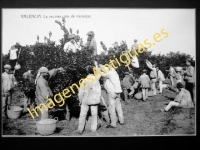 Valencia - La recolección de naranjas