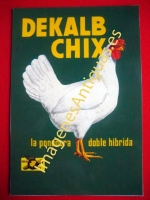 DEKALB CHIX, LA PONEDORA DOBLE HIBRIDA